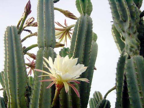 What is SENITA? | Senita Athletics